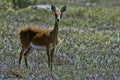 Southern reedbuck, Redunca arundinum, Gorongosa national park, Mozambique Royalty Free Stock Photo