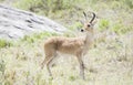 Southern Reedbuck Redunca Standing in Brushy Habitat