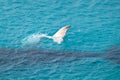 Southern right whale baby. White calf showing its tail above the surface of the ocean, tail lobs. Rare white individual. Mother