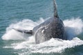 Southern right whale breaching Royalty Free Stock Photo