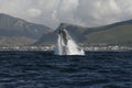 Southern right whale breaching