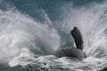 Southern right whale breaching