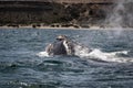 A Southern Right Whale breading at the ocean surface at the Peninsula Valdes in Argentina Royalty Free Stock Photo
