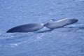 Southern Right Whale, Eubalaena australis, Gansbaai Royalty Free Stock Photo