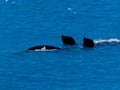 Southern Right Whale Eubalaena australis migration Head of Bight, Nullabor, Australia