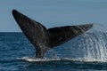 Southern Right whale