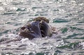 Southern right whale at Puerto Piramides in Valdes Peninsula, Atlantic Ocean, Argentina Royalty Free Stock Photo