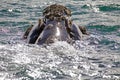 Southern right whale at Puerto Piramides in Valdes Peninsula, Atlantic Ocean, Argentina Royalty Free Stock Photo