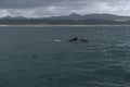 Southern Right Whale female with her calf in the indian ocean at Hermanus