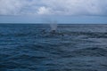 Southern Right Whale female with her calf in the indian ocean at Hermanus