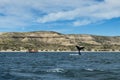 Southern Right Whale flipping its tale in the Valdes Peninsula in Argentina