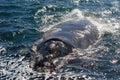 Southern Right Whale, Hermanus, South Africa