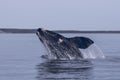 Southern right whale,jumping behavior,