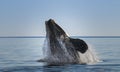 Southern right whale,jumping behavior,