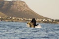 Southern right whale jumping