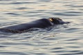 Southern right whale jumping