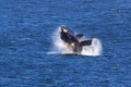 Southern Right Whale Royalty Free Stock Photo