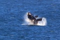 Southern Right Whale