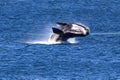 Southern Right Whale Royalty Free Stock Photo