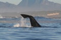 Southern right whale lobtailing