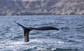 Whales in Peninsula Valdes, Patagonia, Puerto Madryn. Royalty Free Stock Photo