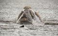 Whales in Peninsula Valdes, Patagonia, Puerto Madryn. Royalty Free Stock Photo