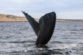 Southern Right Whale, Patagonia, Argentina Royalty Free Stock Photo