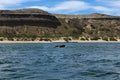 A Southern Right Whale at the Peninsula Valdes in Argentina Royalty Free Stock Photo