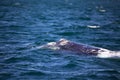 Southern right whale at Puerto Piramides in Valdes Peninsula, Atlantic Ocean, Argentina Royalty Free Stock Photo