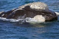 Southern right whale at Puerto Piramides in Valdes Peninsula, Atlantic Ocean, Argentina Royalty Free Stock Photo