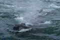 Southern Right Whale surfacing to take a breath in the Indian Ocean near Hermanus