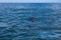 Southern Right Whale surfacing to take a breath in the Indian Ocean near Hermanus