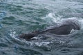 Southern Right Whale surfacing to take a breath in the Indian Ocean near Hermanus