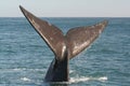 Southern right whale tail Royalty Free Stock Photo