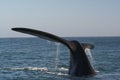 Southern right whale tail