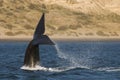 Southern Right whale tail Royalty Free Stock Photo