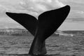 Southern Right whale tail Royalty Free Stock Photo