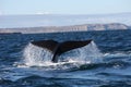 Southern Right Whale tail Royalty Free Stock Photo