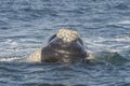 Southern Right Whale Royalty Free Stock Photo