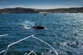 Southern Right Whale in the Valdes Peninsula in Argentina Royalty Free Stock Photo