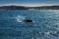 Southern Right Whale in the Valdes Peninsula in Argentina Royalty Free Stock Photo