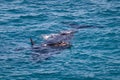 Southern right whales. Couple cow and calf. Mother upside down, baby on its belly. Isolated individuals. Nursing area at Head of