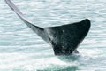 A Southern Right Whales, Eubalaena australis, tail is visible as it breaks the water surface in South Africa Royalty Free Stock Photo