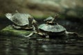 Southern river terrapin (Batagur affinis) Royalty Free Stock Photo