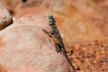 Southern Rock Agama Royalty Free Stock Photo