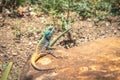 Southern rock agama Agama atra lizard lying in the sun on a rock, South Africa Royalty Free Stock Photo