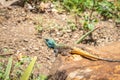 Southern rock agama Agama atra lizard lying in the sun on a rock, South Africa Royalty Free Stock Photo