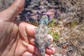 Southern rock agama Agama atra lizard lying in the sun on a rock Royalty Free Stock Photo