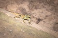 Southern rock agama Agama atra lizard lying in the sun on a rock, South Africa Royalty Free Stock Photo