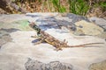 Southern rock agama Agama atra lizard lying in the sun on a rock Royalty Free Stock Photo